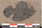 Foto (Detailansicht) von Plantae indet.  (NHMW-GEO-2024-0188-11529)